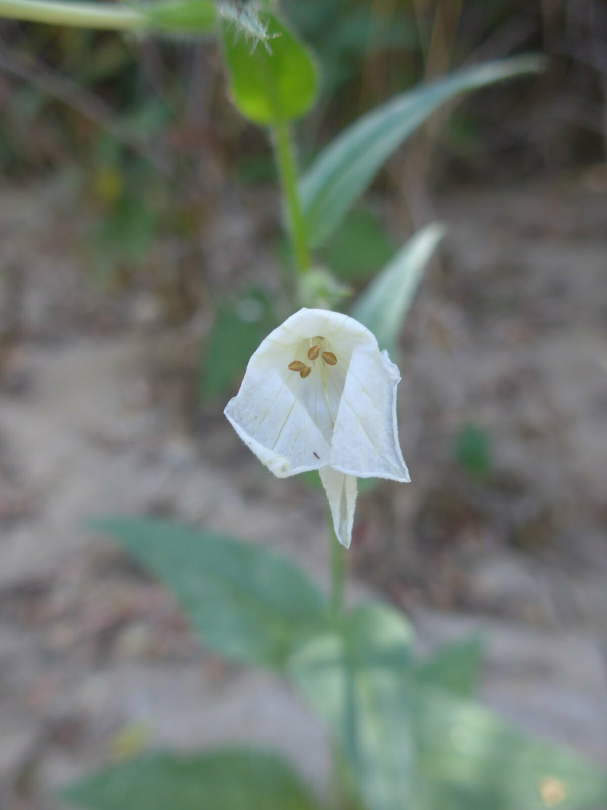 High Resolution Nicotiana quadrivalvis Flower